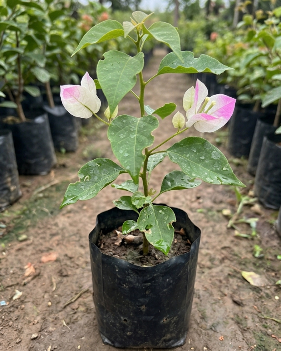 Imported Thai Imperial Delight Bougainvillea Plant — view 2