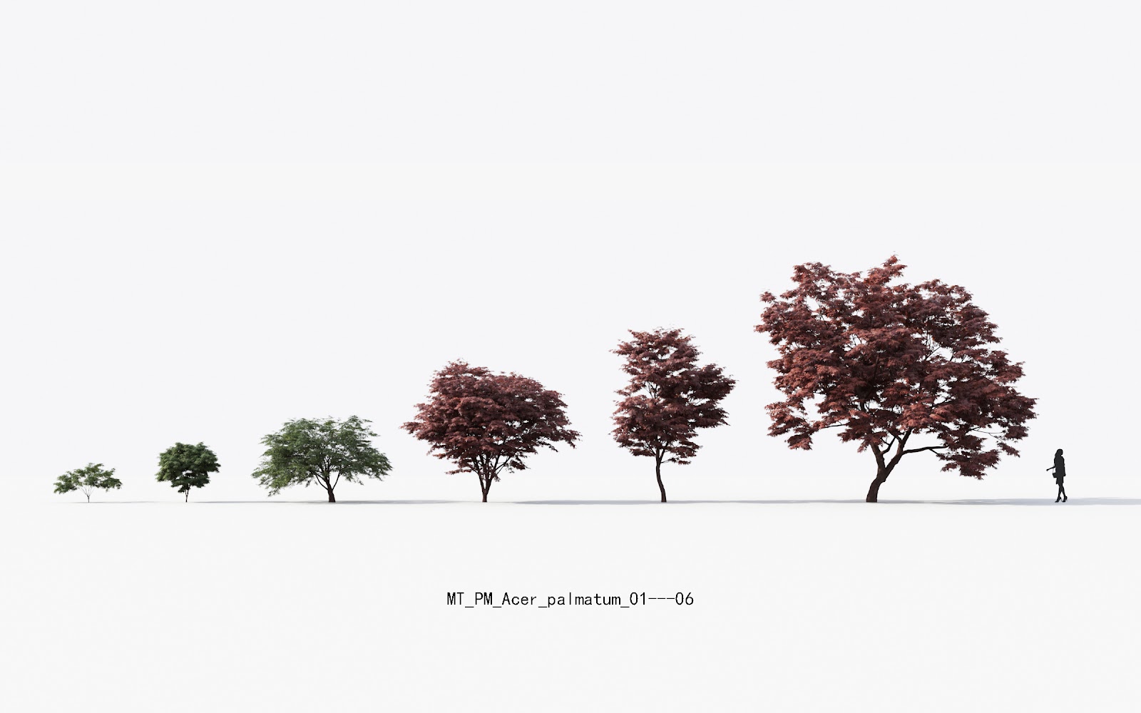 Maxtree - Plant Models Vol.13