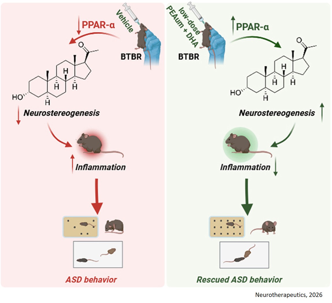 Low-dose combination of ultramicronized palmitoylethanolamide and docosahexaenoic acid on neurosteroid and neuroinflammatory dysregulation in autism spectrum disorders