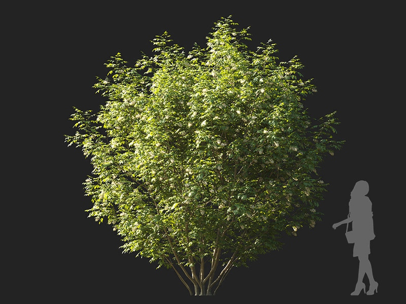 Maxtree - Plant Models Vol.122