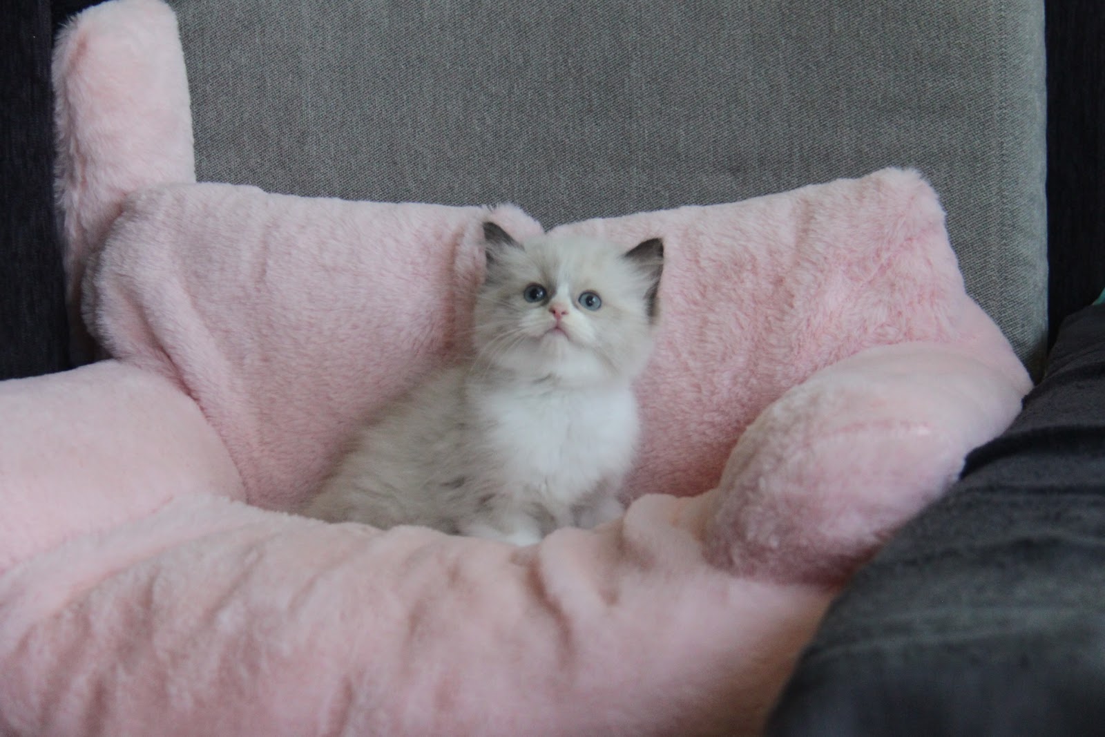 12/18出生 高端優質海雙布偶貓妹妹