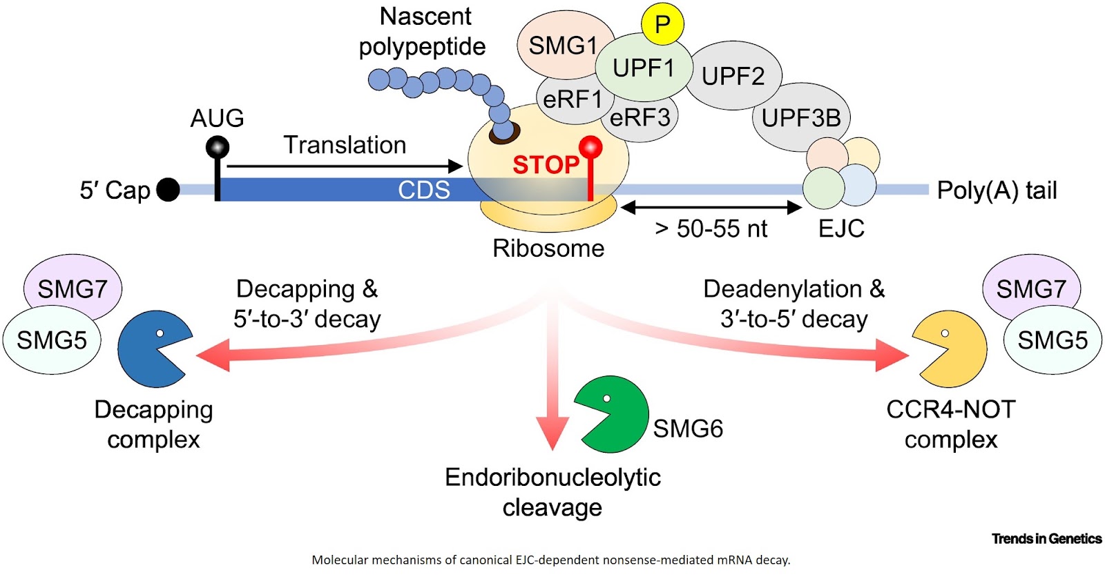 Circular RNAs as central regulators of RNA stability