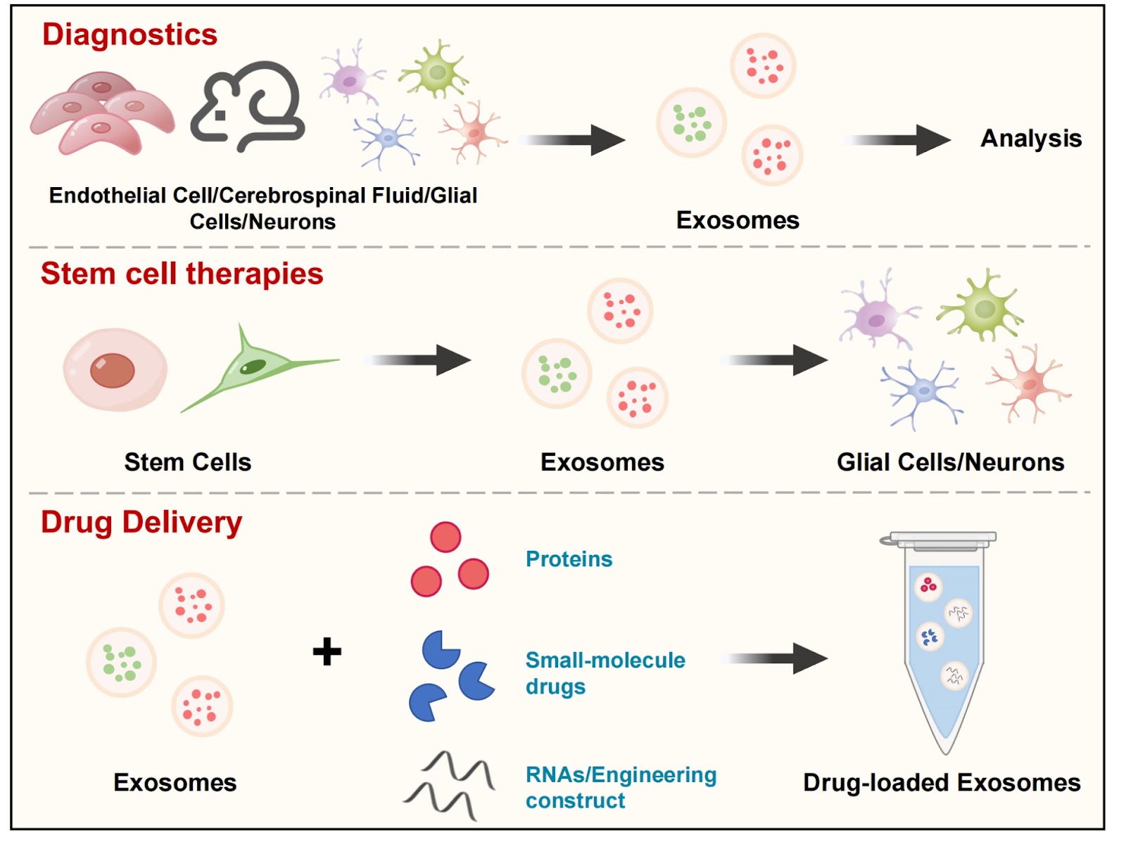 Oligodendrocytes interactions with glial cells and neurons in demyelinating disease