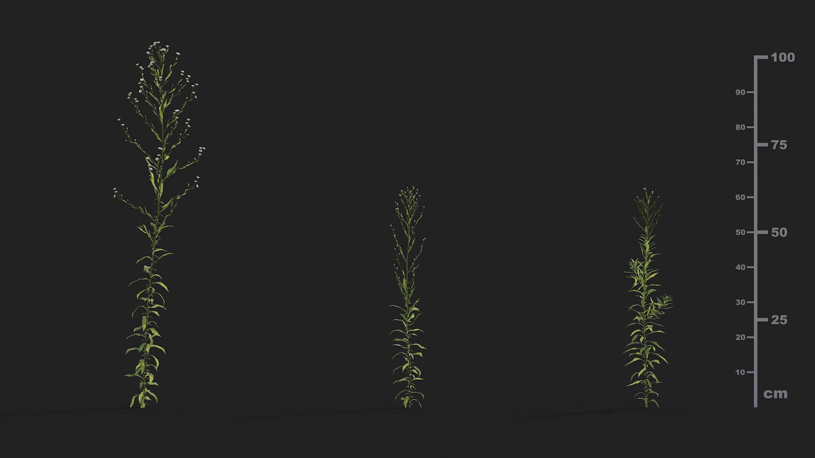Maxtree - Plant Models Vol.21