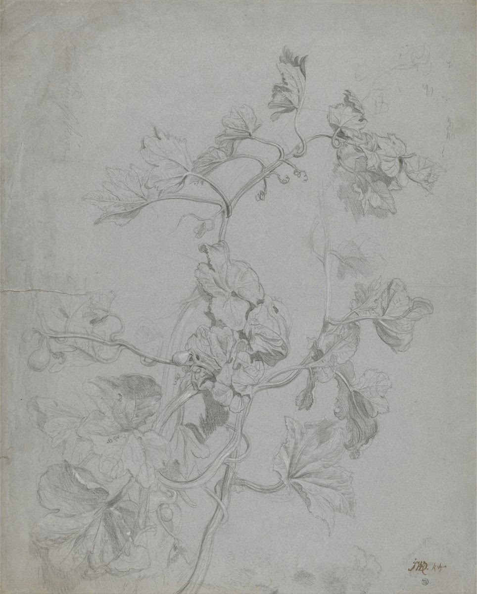 Study of a Climbing Plant Pumpkin Family