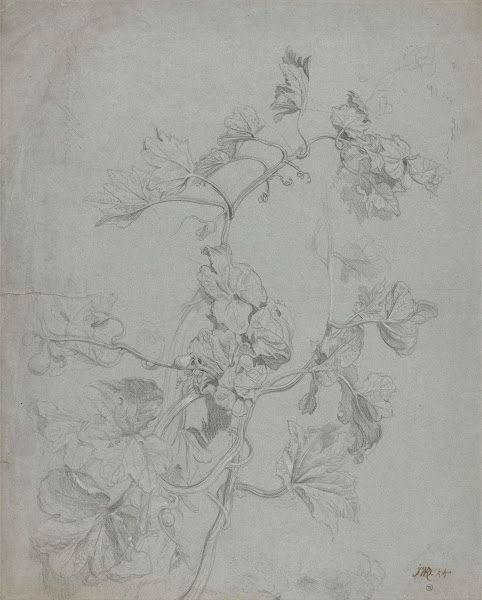 Study of a Climbing Plant Pumpkin Family