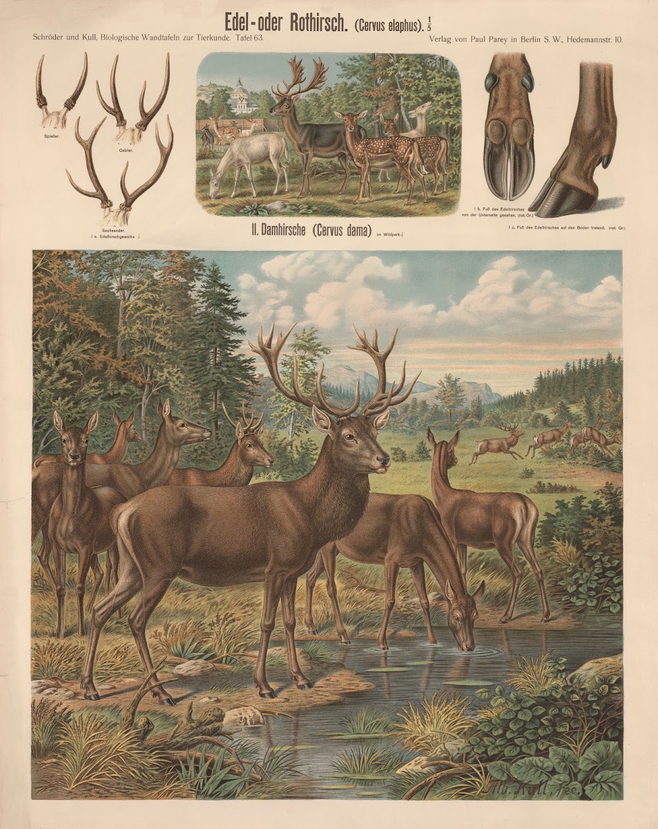 Red deer Cervus elaphus