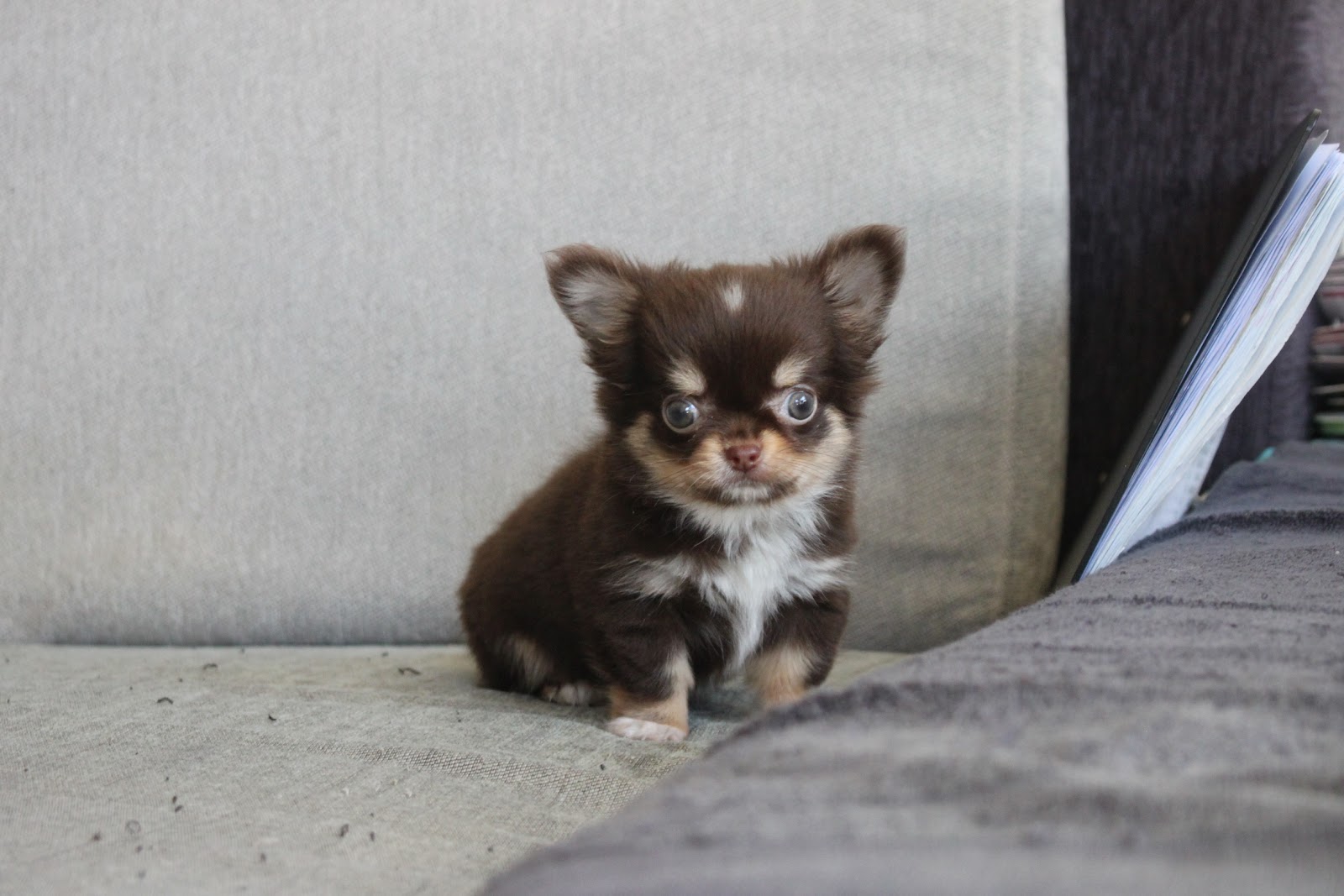 11/1出生 高端優質茶杯長毛吉娃娃巧克力四目妹妹