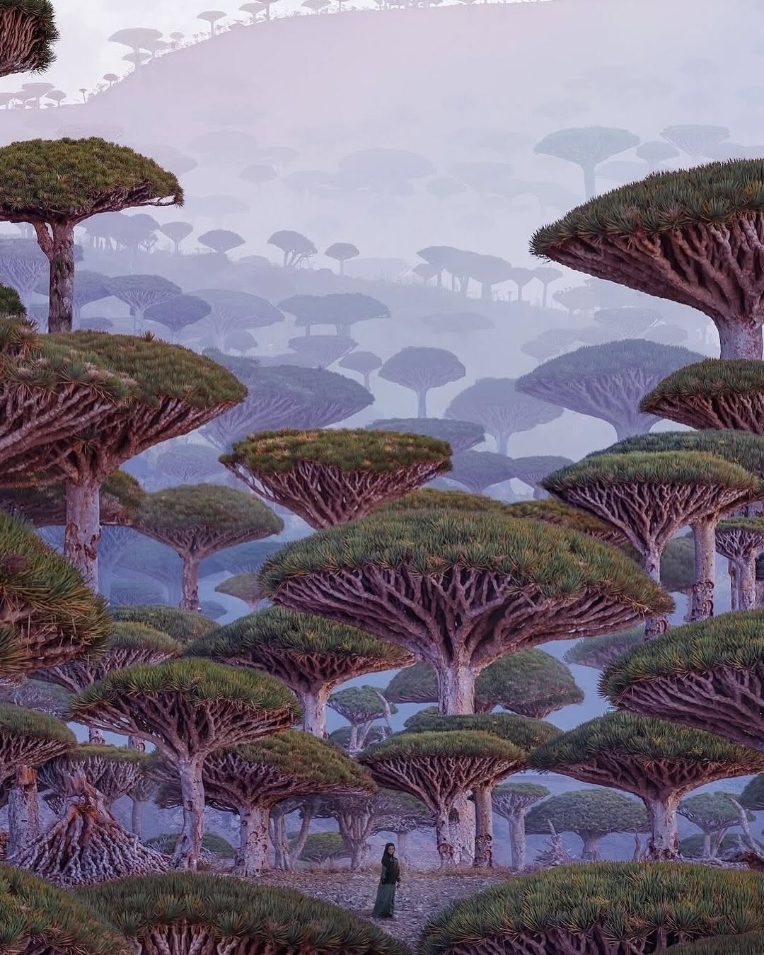 Desert Rose Trees Socotra
