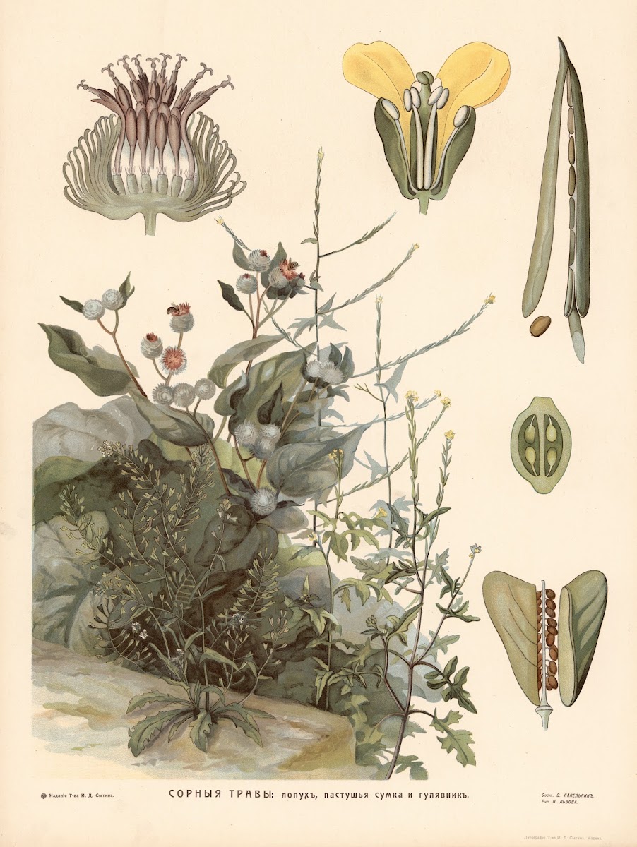Field mustard and burdock 1910