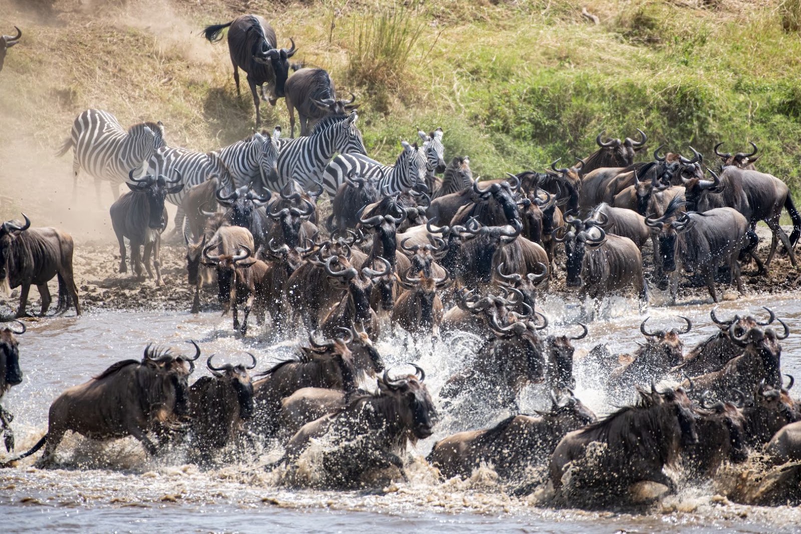 Large herds of wildebeest moving across the plains of Tanzania during the Great Migration.