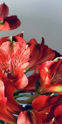 Alstroemeria, Red Flowers, Floral, Peruvian Lily 4K Wallpaper
