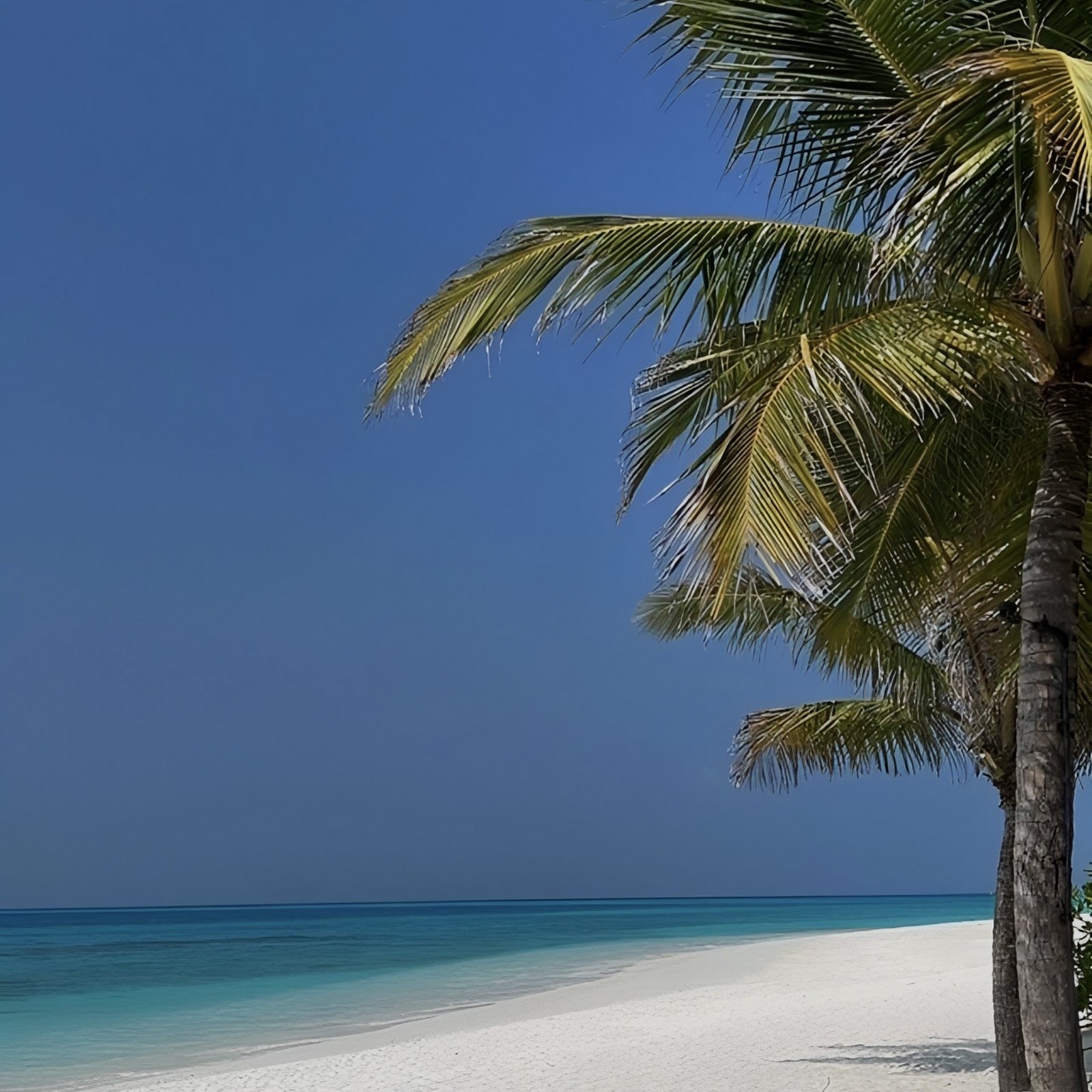 Download Palm Trees On Tropical Beach Full HD iPhone