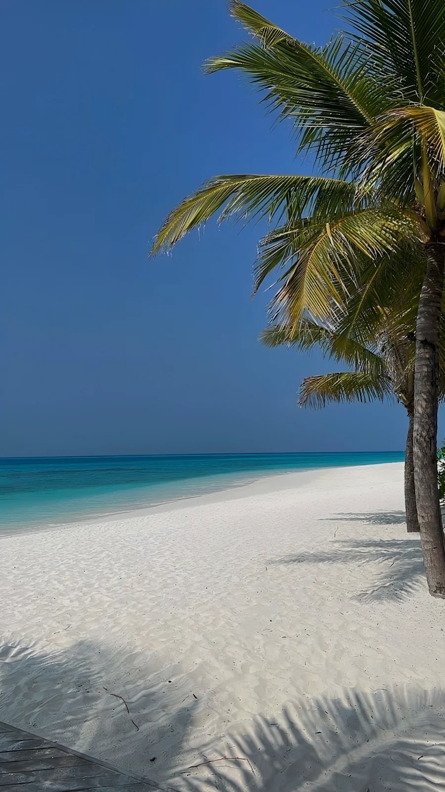 Palm Trees On Tropical Beach - Nature Photography Full HD iPhone Wallpaper (1286x2286)