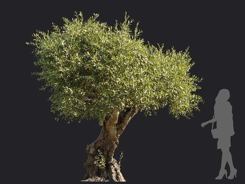 Maxtree - Plant Models Vol.113