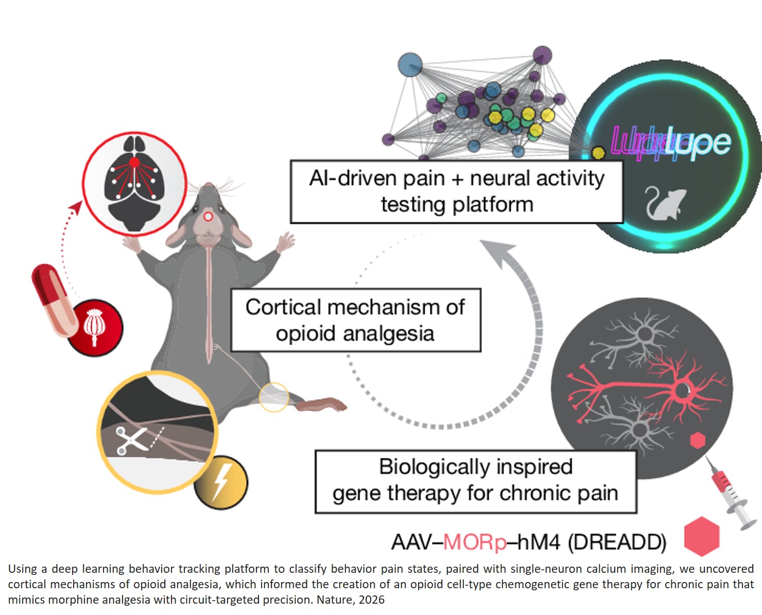 Mimicking opioid analgesia in cortical pain circuits