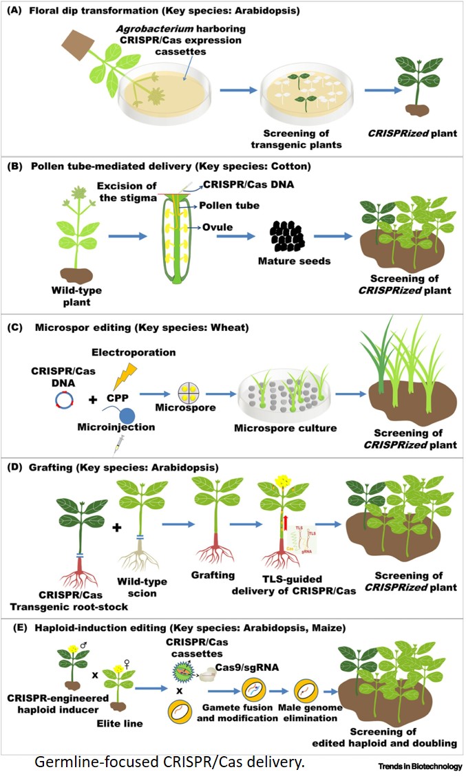 CRISPR genome editing in plants without tissue culture