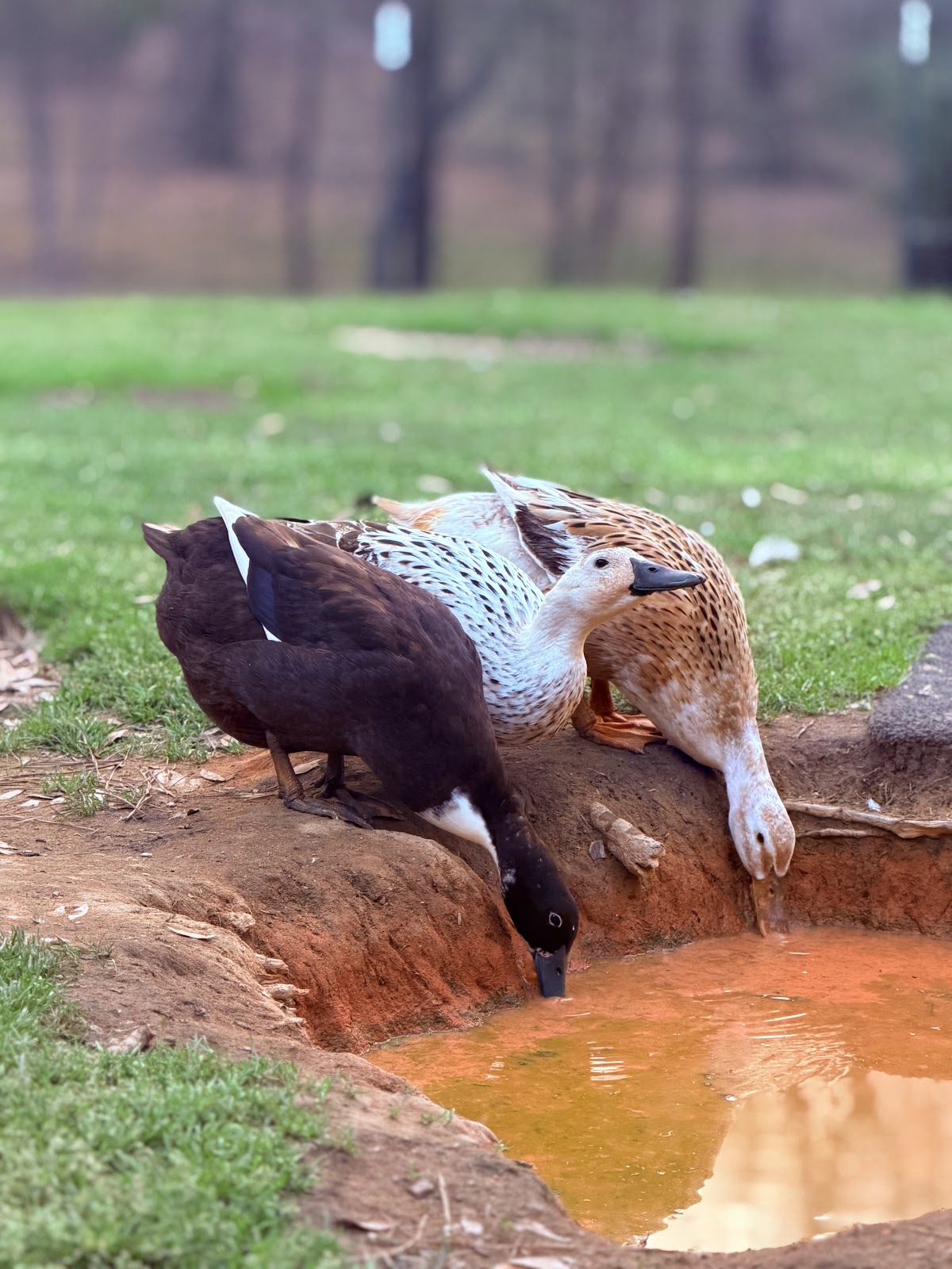 Silver Appleyard Duckling, Golden 300 Hybrid Duckling, Welsh Harlequin Duckling