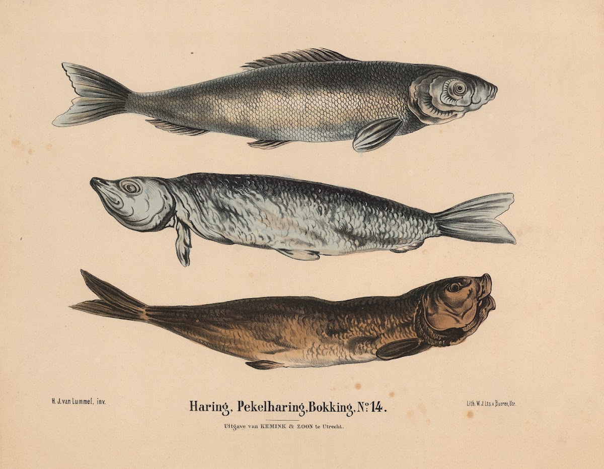 Haring Pekelharing Bokking 1841