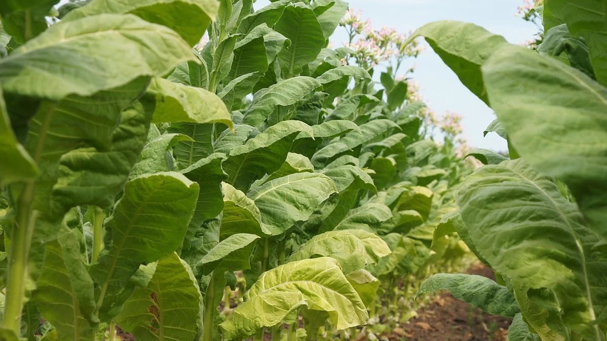 청년주거지원제도 종류별 지원 내용과 신청 기준