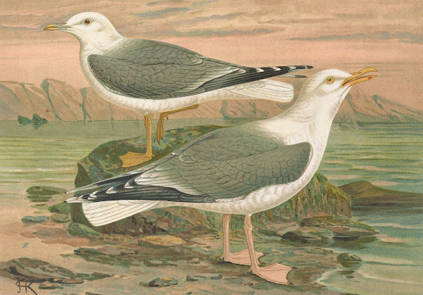 Larus canus Larus argentatus Brunn