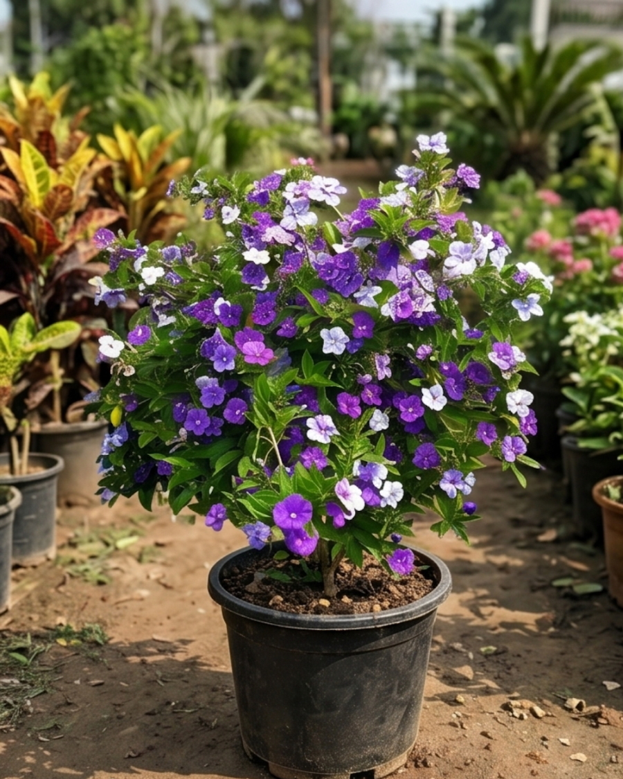 Yesterday Today Tomorrow Plant — view 4