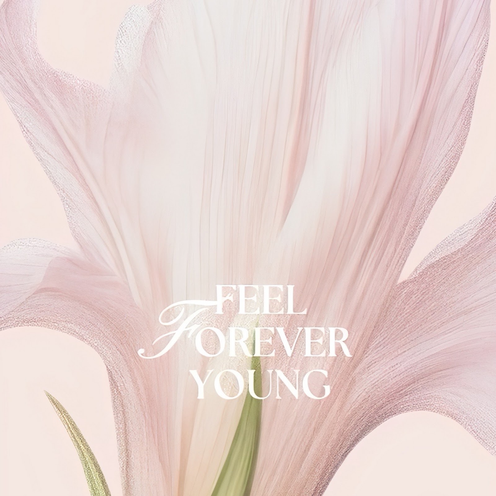 Download Soft Pink Flower Graphic Design Full HD iPhone