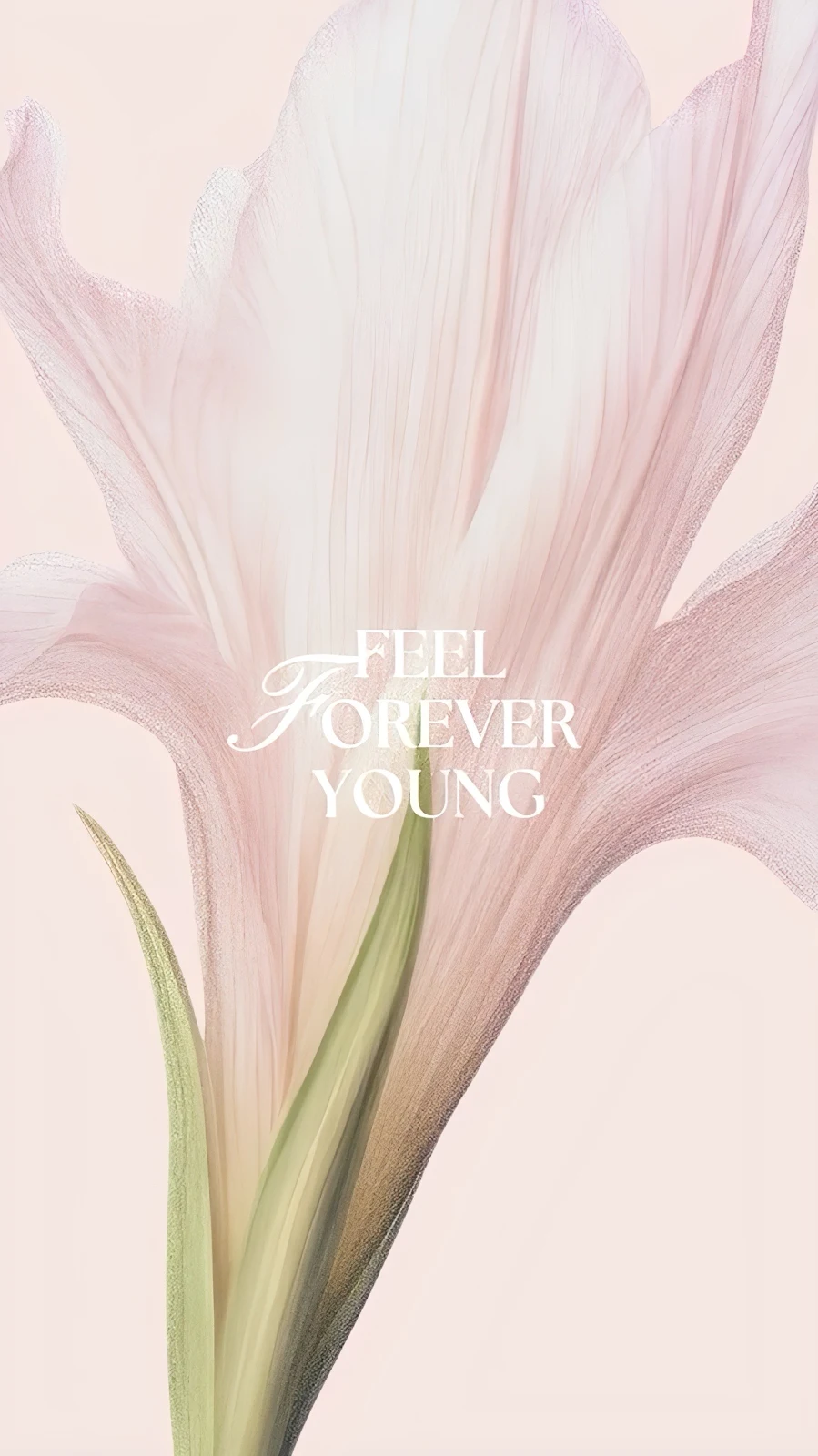 Soft Pink Flower Graphic Design - Minimalist Graphic Art Full HD iPhone Wallpaper (1286x2288)