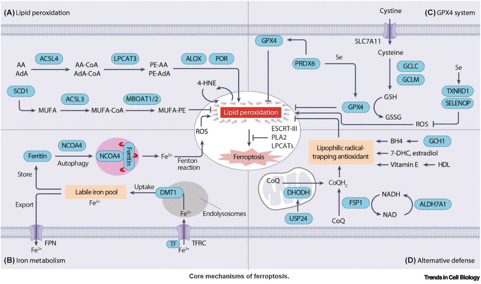 Lysosome: a critical hub for ferroptosis regulation