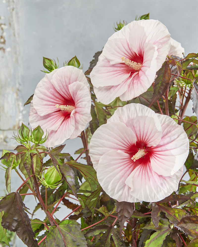 Hibiscus moscheutos 'Carousel Pink Candy' in piena fioritura rosa brillante nel giardino