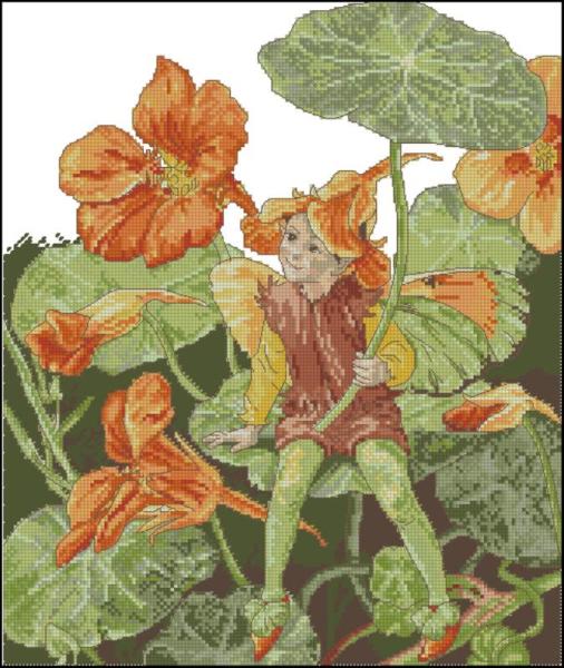CMP 220011 Nasturtium Fairy