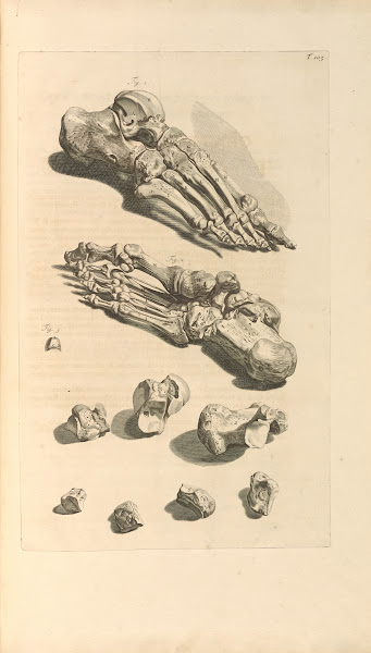 Anatomia humani corporis Pl106 1685