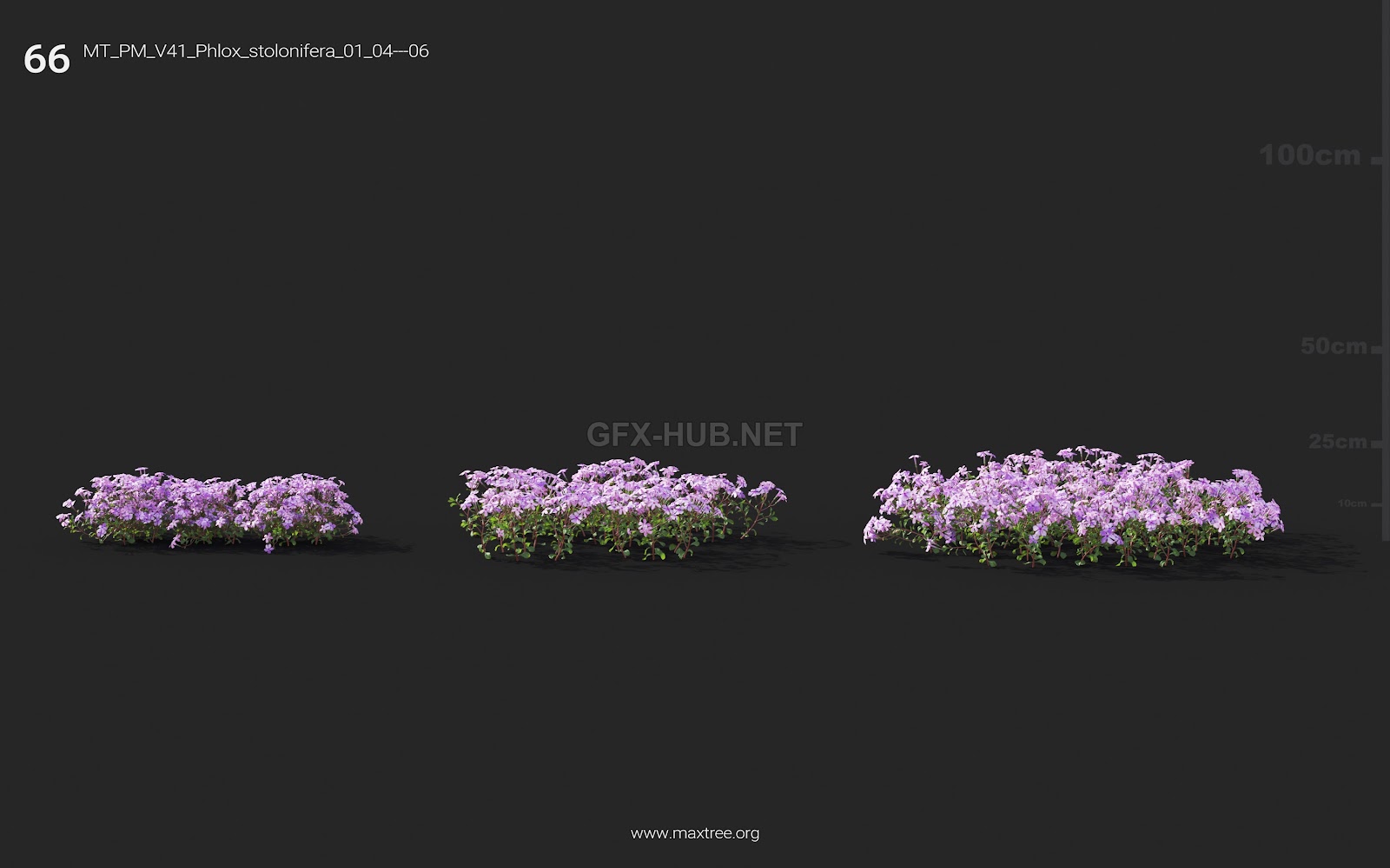 Maxtree - Plant Models Vol.41