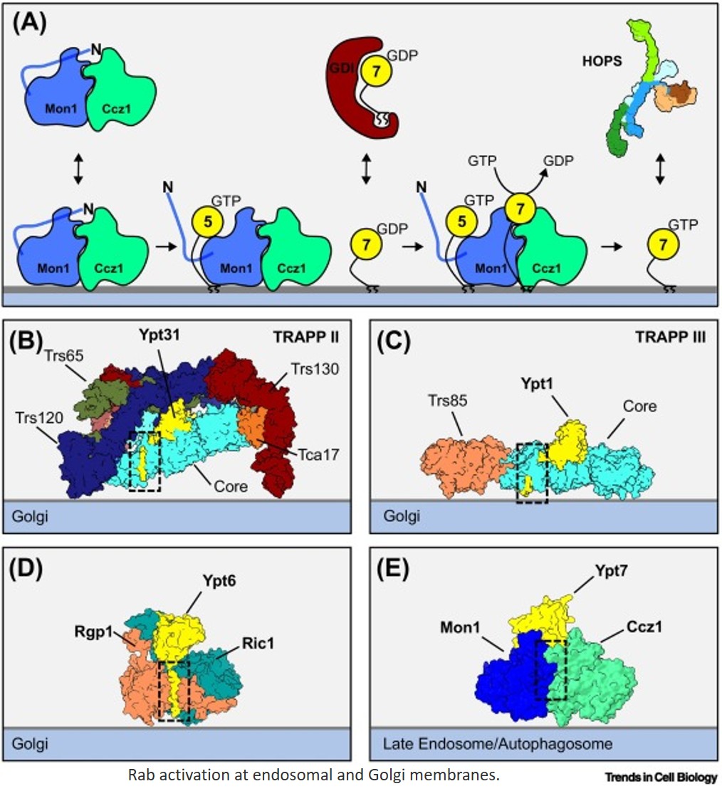 Endolysosomal transport at the crossroads of cellular signaling