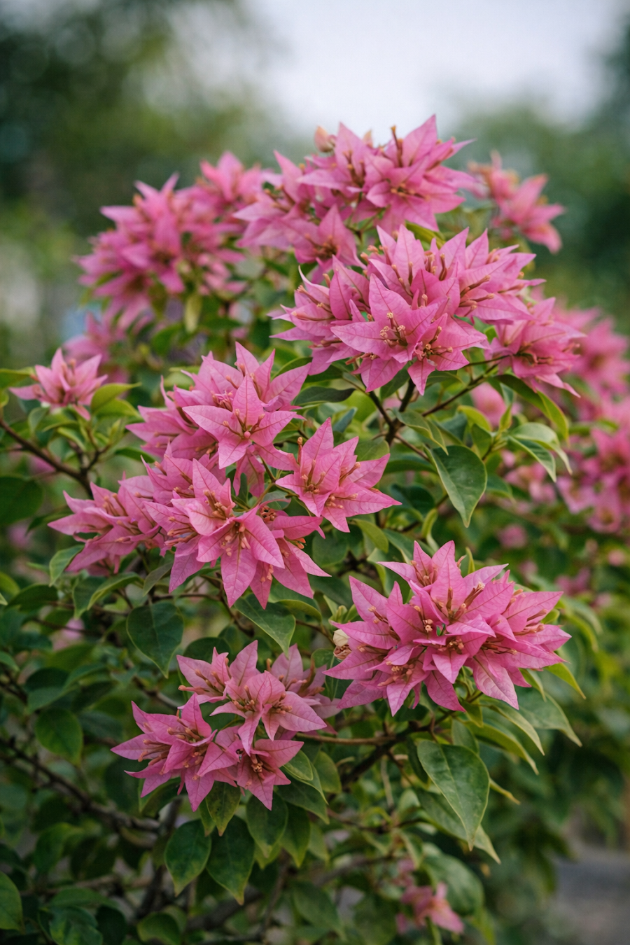 Imported Jinnah Bharat Bougainvillea Plant — view 3