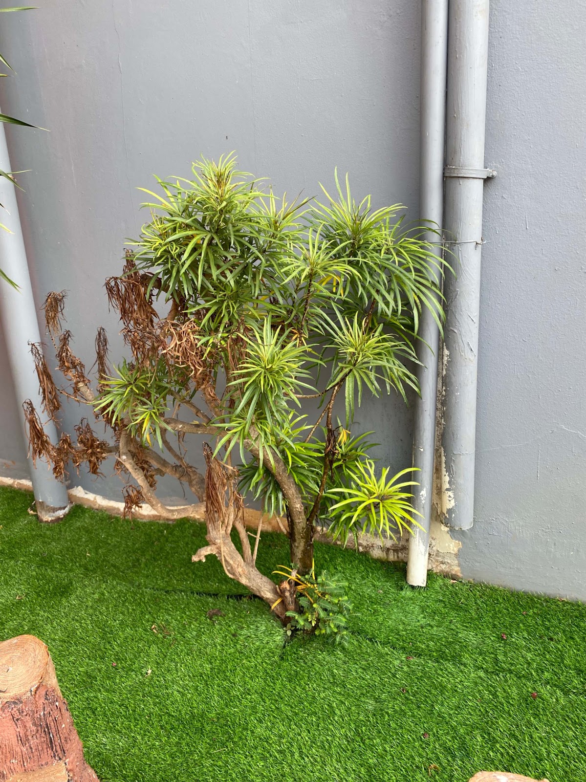 image of The Buddhist Pine Tree