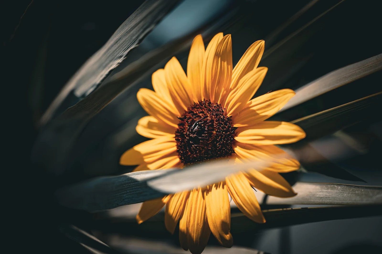 Sunflower, Yellow Flower, Floral, Blossom 5K Wallpaper Background (6048x4024)