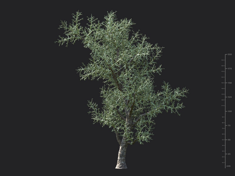 Maxtree - Plant Models Vol.130
