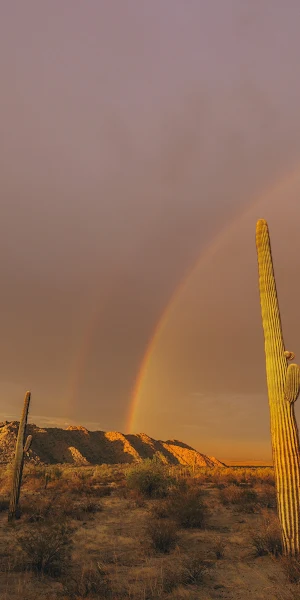 Nature, Landscape, Sky, Mountains, Desert, Cactus Wallpaper Background