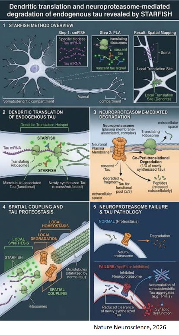 Where and how Alzheimer's tangles begin