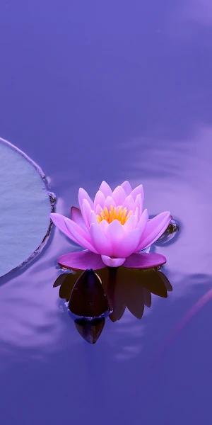 Lotus, Waterlily, Pond, Reflection 4K Wallpaper Background