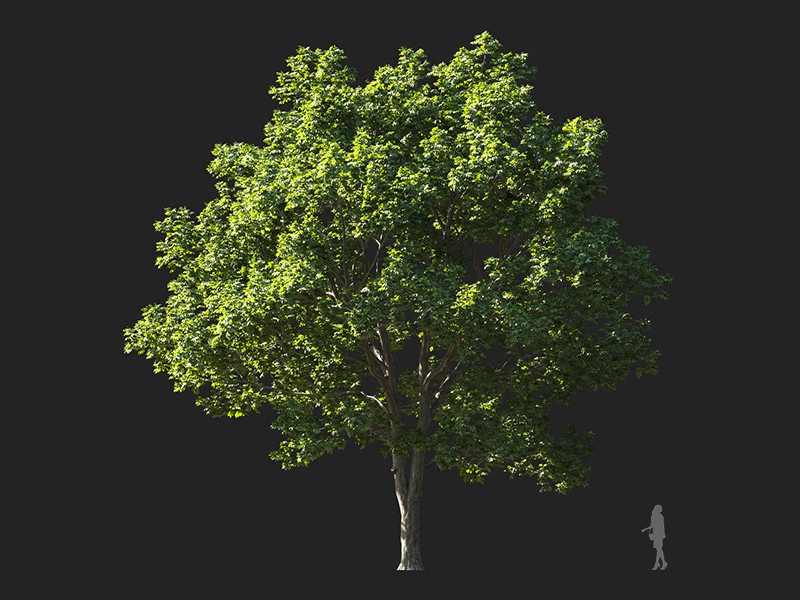 Maxtree - Plant Models Vol.132