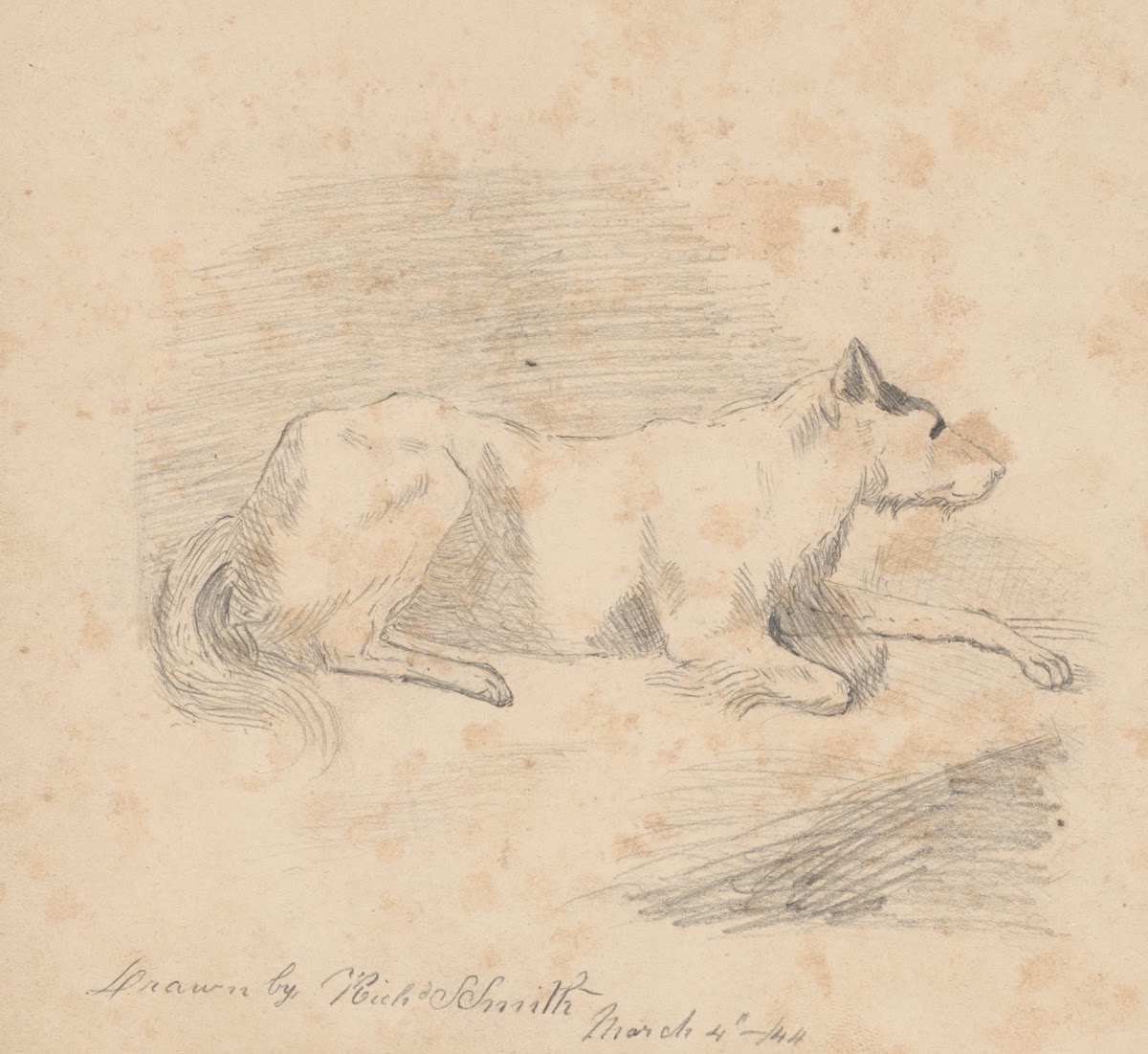 Pencil exercise no 2  lying dog 1844