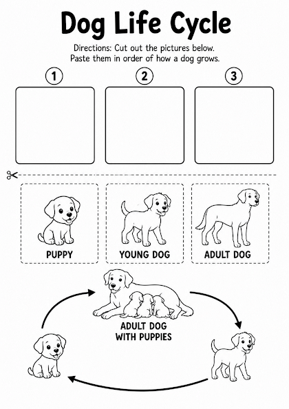 Dog Life Cycle Worksheet