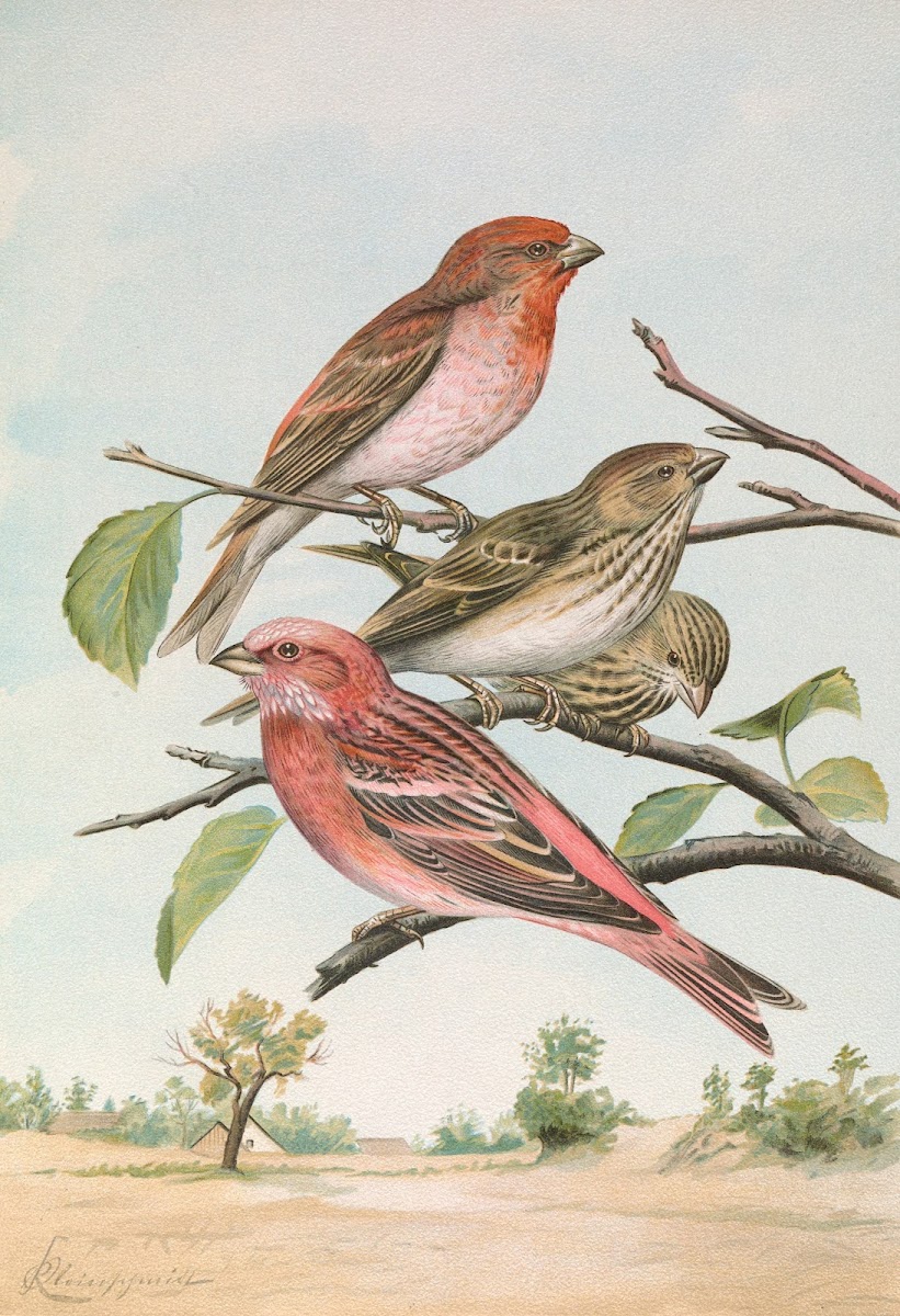Carpodacus erythrinus Pall Carpodacus roseus Pall
