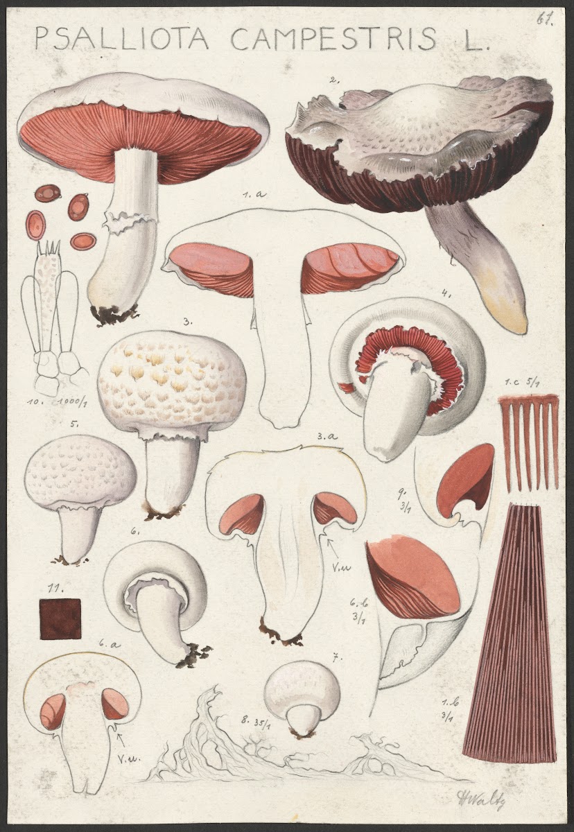 Psalliota campestris L 1915 1945