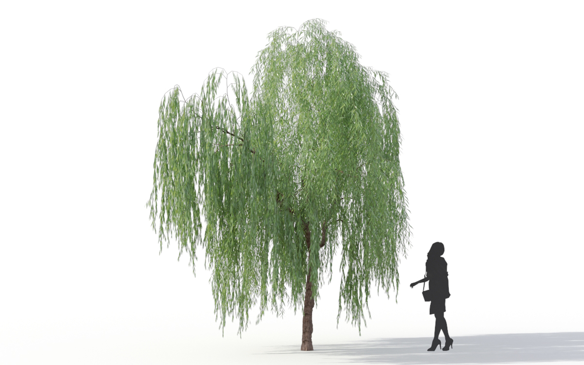 Maxtree - Plant Models Vol.11