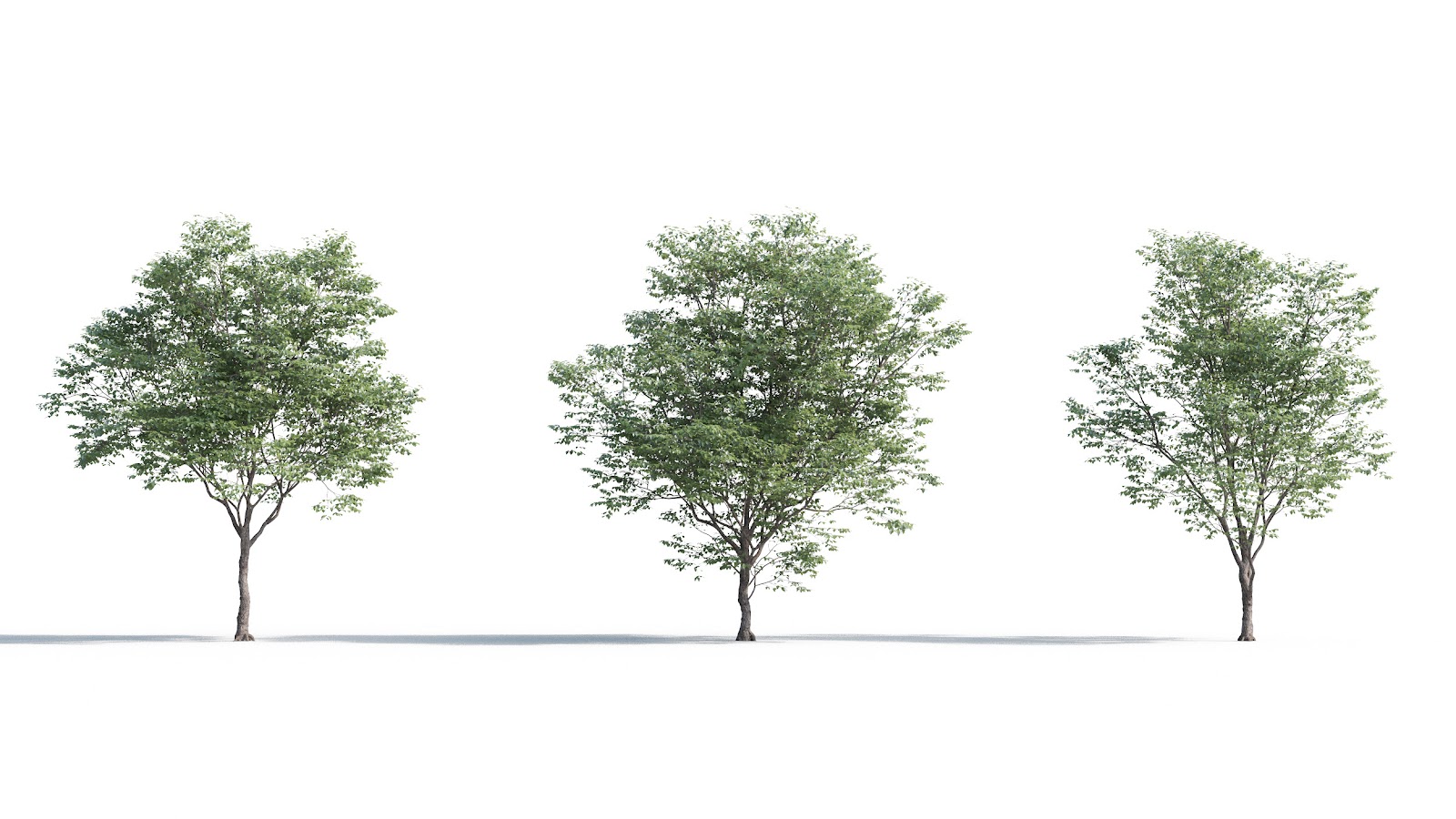 Maxtree - Plant Models Vol.5