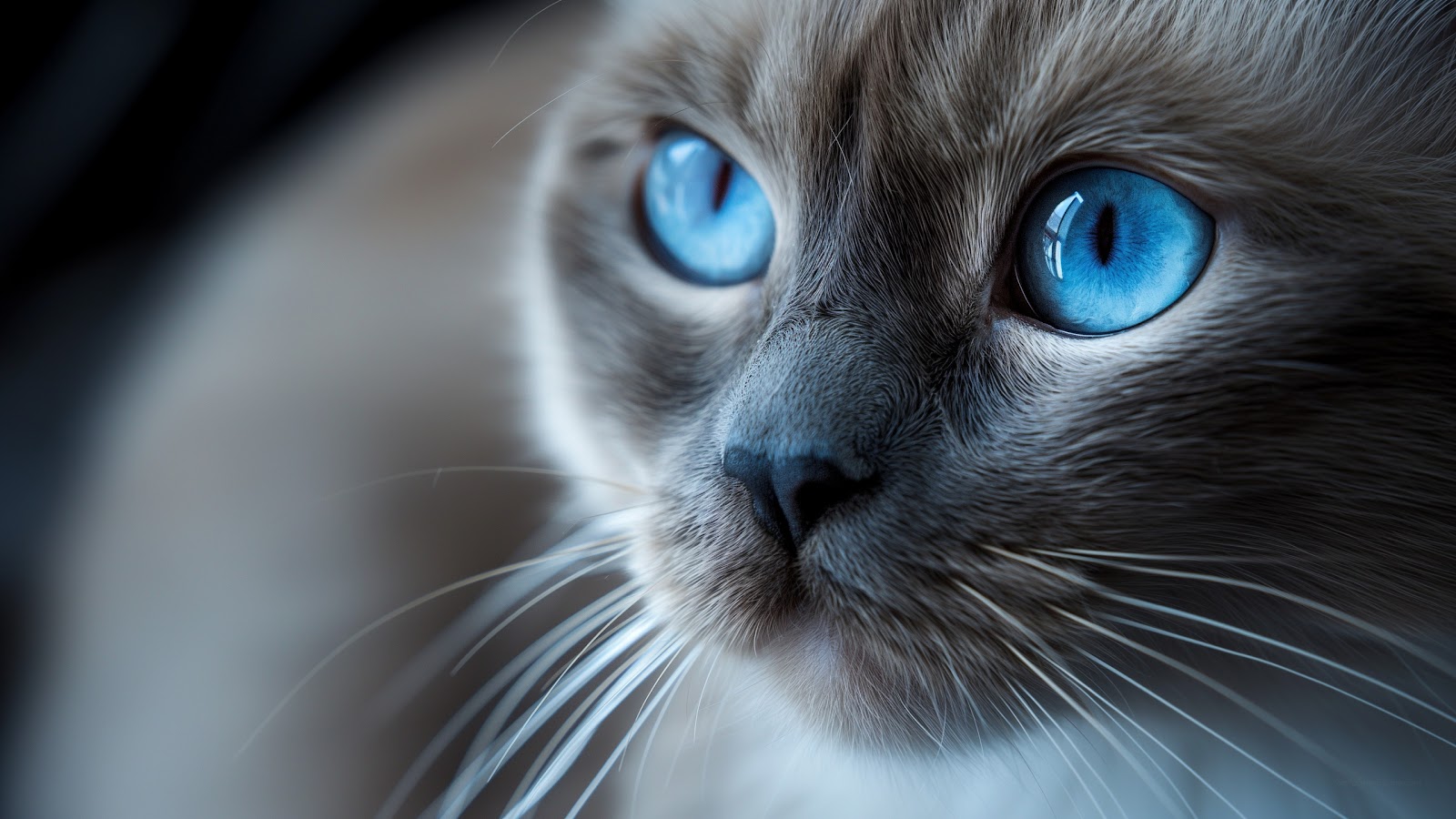 Cat Face Wallpaper