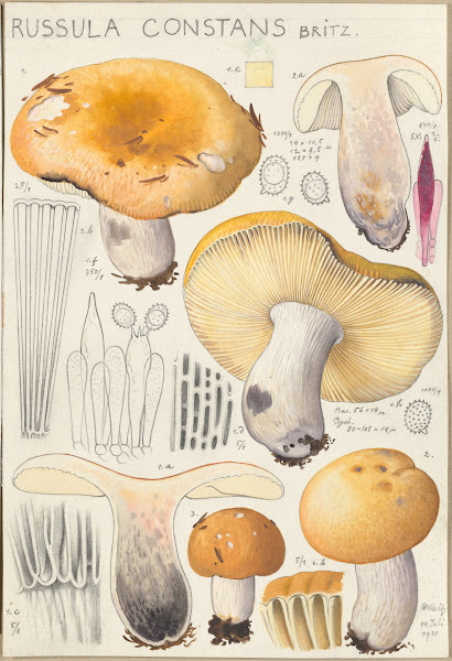 Russula constans 1915 1945